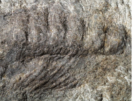 millifossil